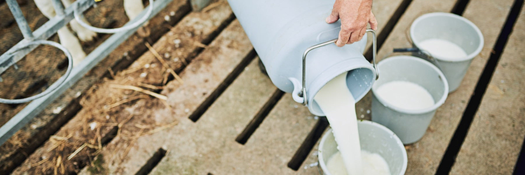 Does Milk Have Protein? How Much It Contains and If It’s Enough