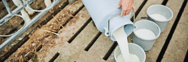 Does Milk Have Protein? How Much It Contains and If It’s Enough