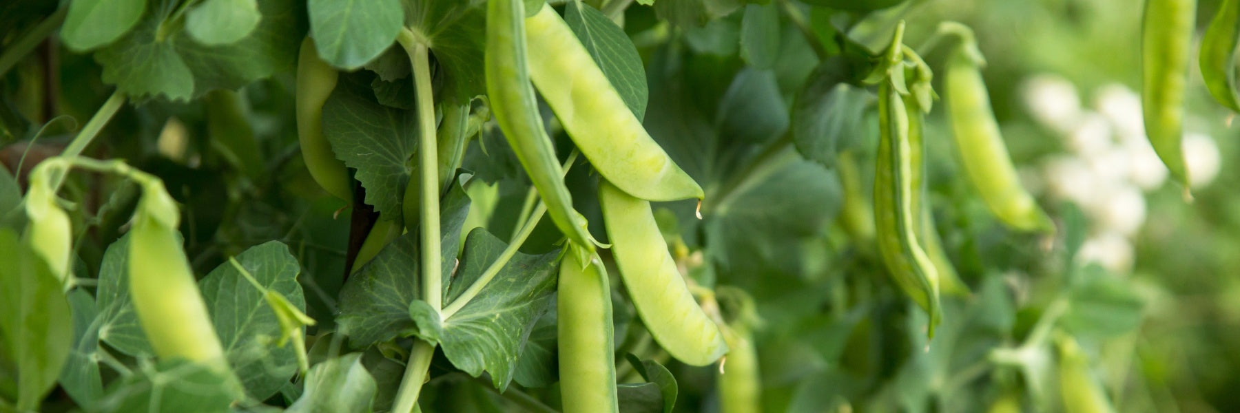 Is Pea Protein a Complete Protein?