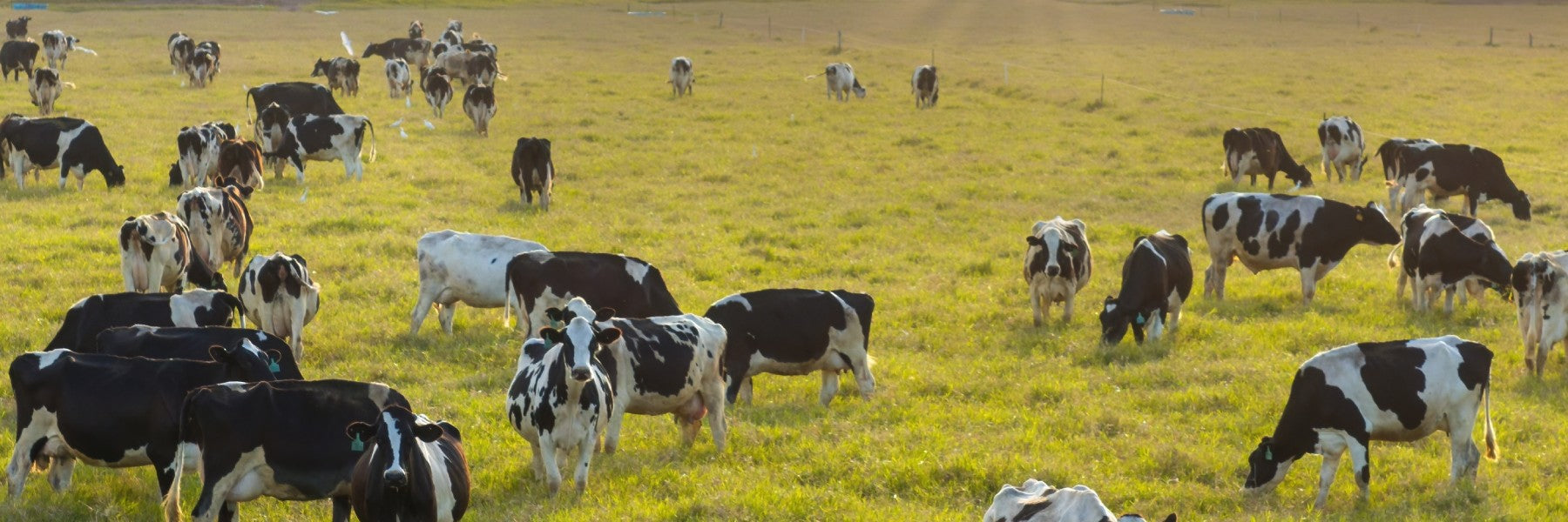 One Whey or Another: Is Grass-Fed Whey Protein Better?