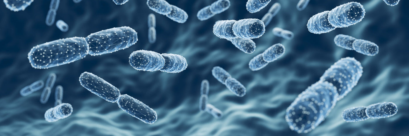 Understanding Probiotic Supplements