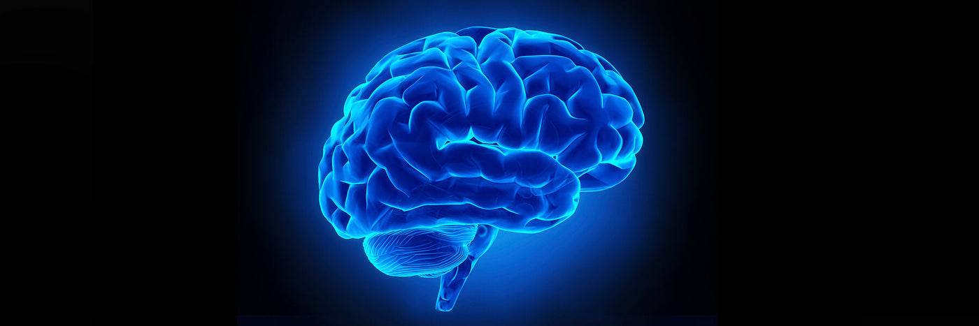 Human Brain