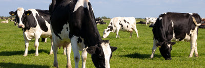 What Is Bovine Colostrum? Benefits & Uses Explained