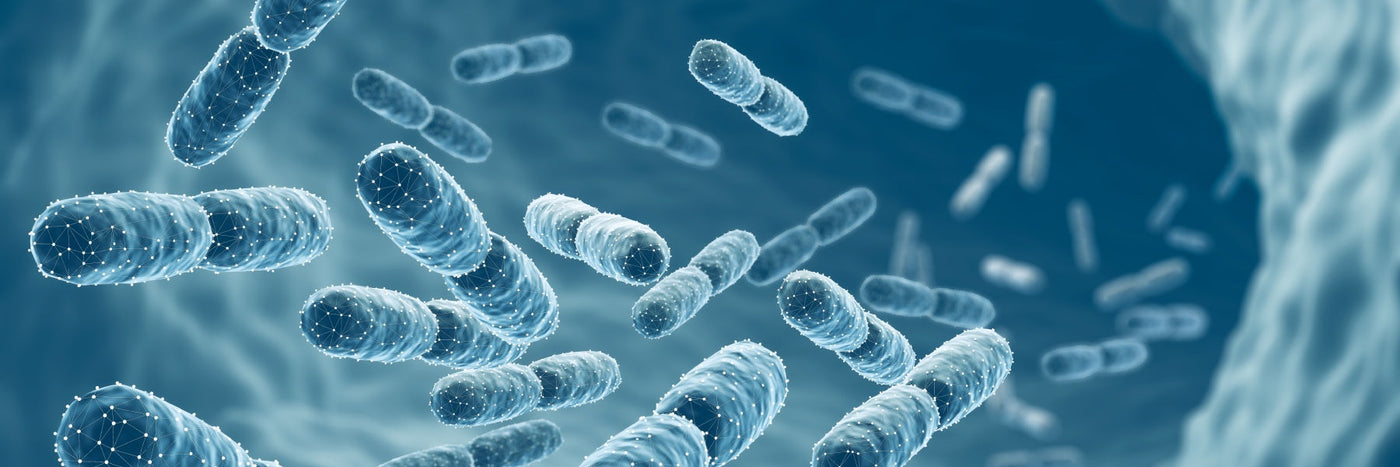 When Is The Best Time to Take Probiotics?